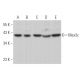 Mex3c Antibody (D-10) - Western Blotting - Image 369833 