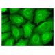 MFAP3 Antibody (B-10) - Immunofluorescence - Image 324962