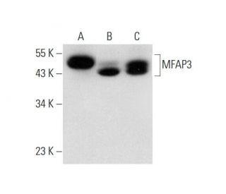 MFAP3 Antibody (B-10) - Western Blotting - Image 325079 