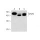 MFAP3 Antibody (B-10) - Western Blotting - Image 325079 