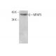 MFAP3 Antibody (B-10) - Western Blotting - Image 351857 
