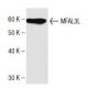 MFAP3L Antibody (4) - Western Blotting - Image 136728 
