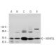 MFAP3L Antibody (C-10) - Western Blotting - Image 369864 