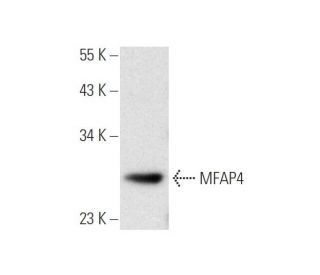 MFAP4 Antibody (A-9) - Western Blotting - Image 305617 