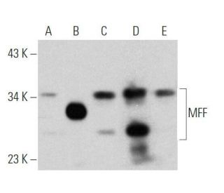 MFF Antibody (A-7) - Western Blotting - Image 356222 