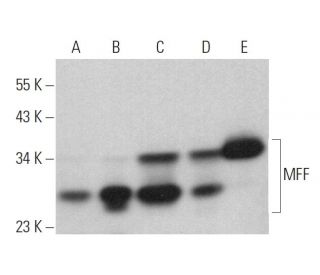 MFF Antibody (C-11) - Western Blotting - Image 359321 