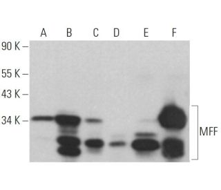 MFF Antibody (F-6) - Western Blotting - Image 379272 