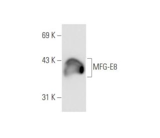 MFG-E8抗体(2Q435) | SCBT - Santa Cruz Biotechnology