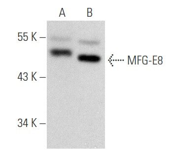株式会社ダーハム ヒートテック MD HT2015 実録】知る人ぞ知る「ヒートテック」の裏ワザを試したら…電車内の