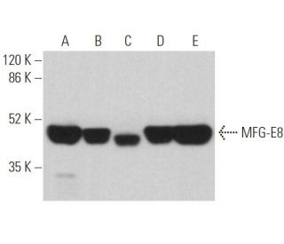 western blotting image from recommended MFG-E8 (MFG-06) monoclonal antibody replacement. Image 360140