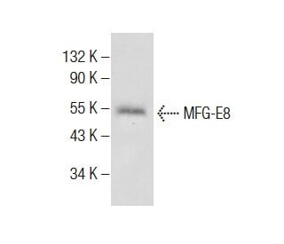 western blotting image from recommended MFG-E8 (H-3) monoclonal antibody replacement. Image 283859