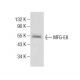 western blotting image from recommended MFG-E8 (H-3) monoclonal antibody replacement. Image 283859