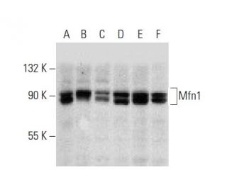 Mfn1/Mitofusin 1 Antibody (D-10): m-IgG Fc BP-HRP Bundle