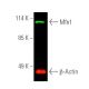 Mfn1/Mitofusin 1 Antibody (D-10) - Western Blotting - Image 389915