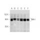 western blotting image from recommended Mfn1/Mitofusin 1 (D-10) monoclonal antibody replacement. Image 72918