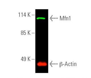 Mfn1/Mitofusin 1 Antibody (D-10) - Western Blotting - Image 389915