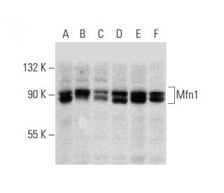 Mfn1/Mitofusin 1 Antibody (D-10) - Western Blotting - Image 72918The Double Nickase Plasmid features a U6 promoter for sgRNA expression, a 20 nt targeting sequence, and a gRNA scaffold to guide Cas9n. It includes a CBh promoter for Cas9n (D10A) and puromycin resistance, GFP for transfection verification, and nuclear localization signals (NLS). The 2A peptide allows co-expression of Cas9n and Puro from a single promoter, enabling precise genome editing with reduced off-target effects.