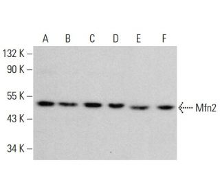 western blotting image from recommended Mfn2/Mitofusin 2 (F-5) monoclonal antibody replacement. Image 378720