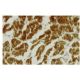 Mfn2/Mitofusin 2 Antibody (XX-1) - Immunohistochemistry - Image 36070 