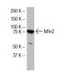 Mfn2/Mitofusin 2 Antibody (XX-1) - Western Blotting - Image 33933