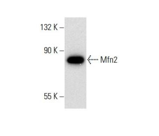 Mfn2/Mitofusin 2 Antibody (XX-1) - Western Blotting - Image 137778 