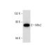 Mfn2/Mitofusin 2 Antibody (XX-1) - Western Blotting - Image 137778 