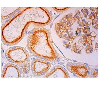 MFSD7 Antibody (B-7) - Immunohistochemistry - Image 296630 