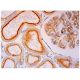 MFSD7 Antibody (B-7) - Immunohistochemistry - Image 296630 