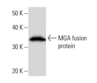 MGA Antibody (MGA6A4H5) - Western Blotting - Image 16697