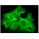 MGAT1 Antibody (H-6) - Immunofluorescence - Image 298967 