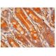 MGAT1 Antibody (H-6) - Immunohistochemistry - Image 313910 