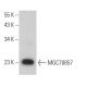 MGC70857 Antibody (D-1) - Western Blotting - Image 369047 