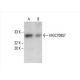 MGC70857 Antibody (D-1) - Western Blotting - Image 392986 