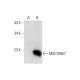 MGC70857 Antibody (G-5) - Western Blotting - Image 144816 