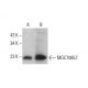 MGC70857 Antibody (G-5) - Western Blotting - Image 384728