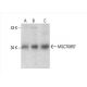 MGC70857 Antibody (G-5) - Western Blotting - Image 392982 