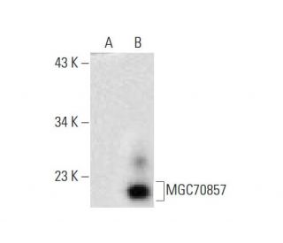 MGC70857 Antibody (G-9) - Western Blotting - Image 145505 
