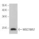 MGC70857 Antibody (G-9) - Western Blotting - Image 369044