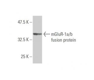 mGluR-1a/b Antibody (1F7) - Western Blotting - Image 348494