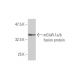mGluR-1a/b Antibody (1F7) - Western Blotting - Image 348494
