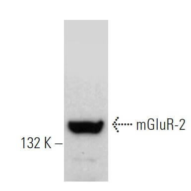 Anti-mGluR-2 Antibody (A-7) | SCBT - Santa Cruz Biotechnology
