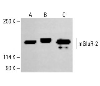 mGluR-2 Antibody (A-7) - Western Blotting - Image 414051