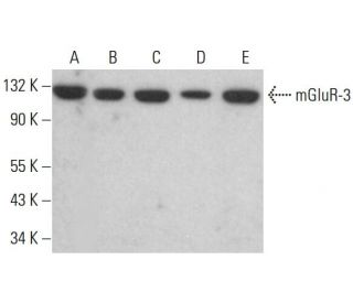 mGluR-3 Antibody (A-10) - Western Blotting - Image 382599 