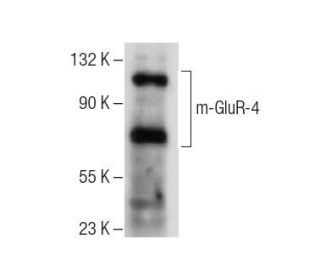 mGluR-4 Antibody (B-8) - Western Blotting - Image 155698 