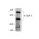 mGluR-4 Antibody (B-8) - Western Blotting - Image 155698 