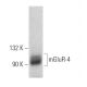 mGluR-4 Antibody (B-8) - Western Blotting - Image 364545 