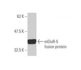 western blotting image from recommended mGluR-5 (1B3) monoclonal antibody replacement. Image 348510