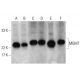 western blotting image from recommended MGMT (E-1) monoclonal antibody replacement. Image 380970