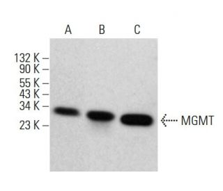 MGMT Antibody (C-5) - Western Blotting - Image 380326 