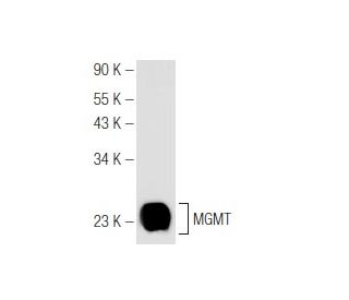 MGMT Antibody (E-6) - Western Blotting - Image 81194 